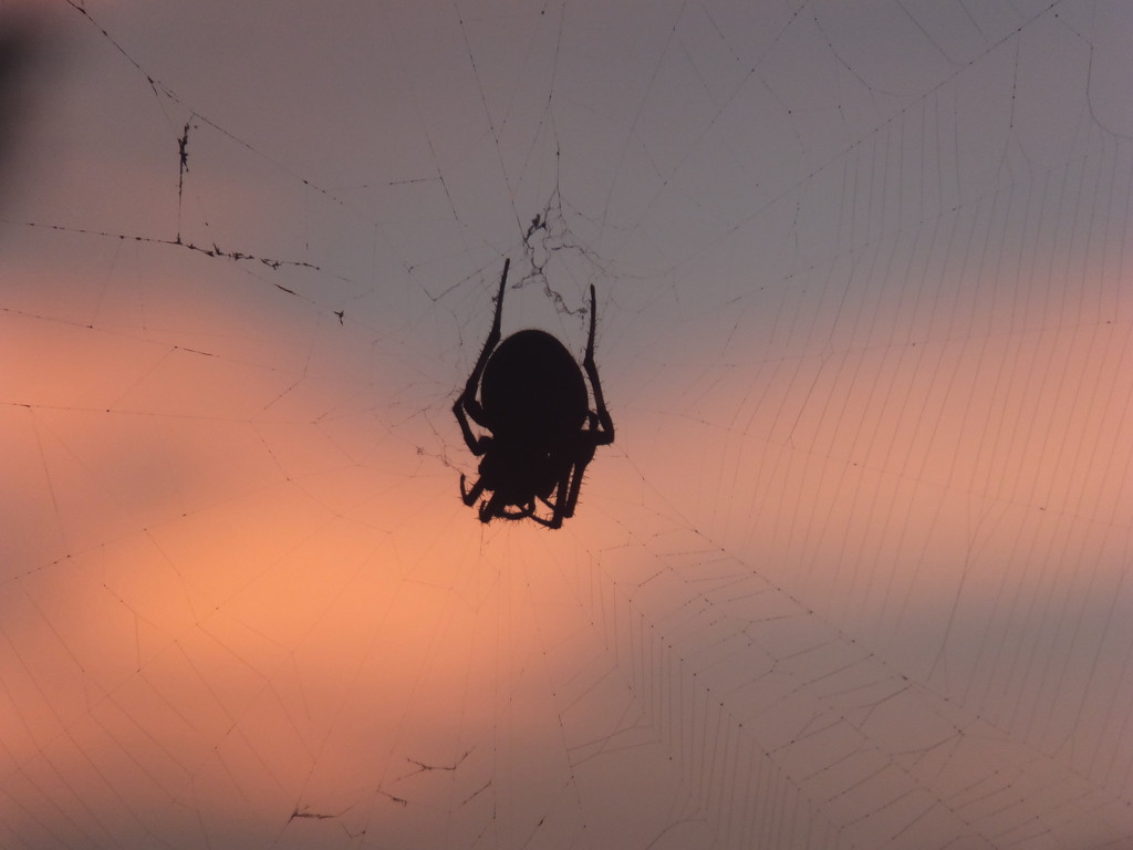 Arachnophobic Sunrise by linnypinny