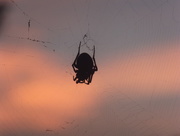 6th Sep 2014 - Arachnophobic Sunrise