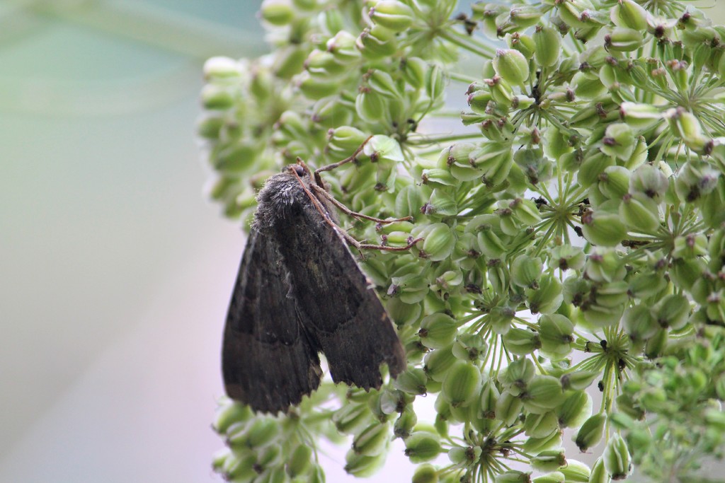 Umbellate and moth by judithg