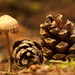 Mushroom and the Pinecones by leonbuys83