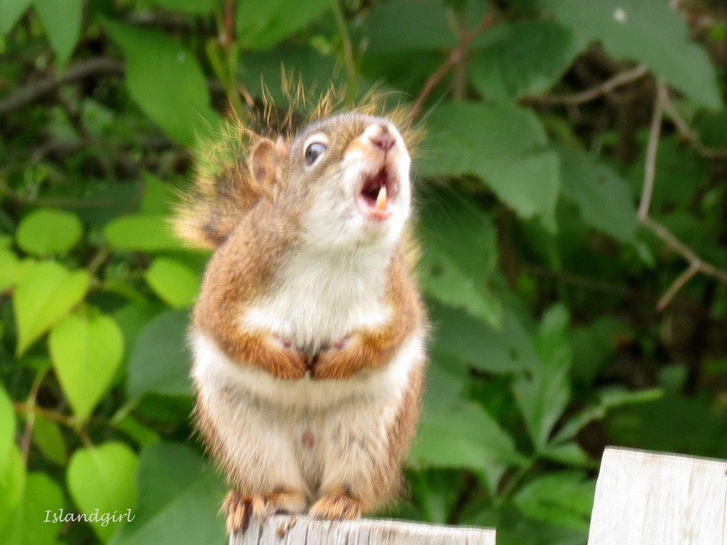 Singing Squirrel  by radiogirl