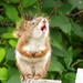 Singing Squirrel  by radiogirl