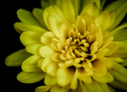 4th Sep 2014 - (Day 203) - Yellow Bloom
