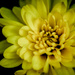 (Day 203) - Yellow Bloom by cjphoto