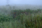 6th Sep 2014 - Thick Fog on the Low Ground