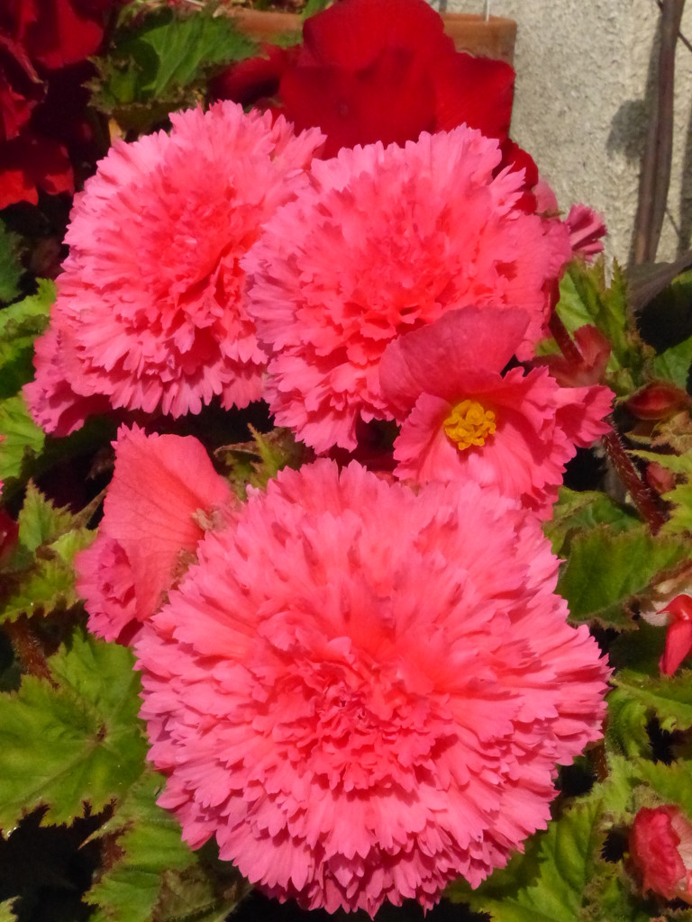  Pink Frilly Begonias  by susiemc