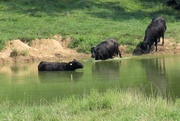 6th Sep 2014 - Farm Pond