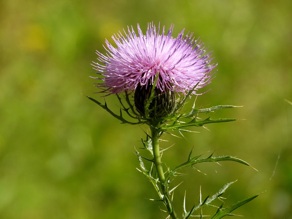 Hot Weather Thistle by khawbecker