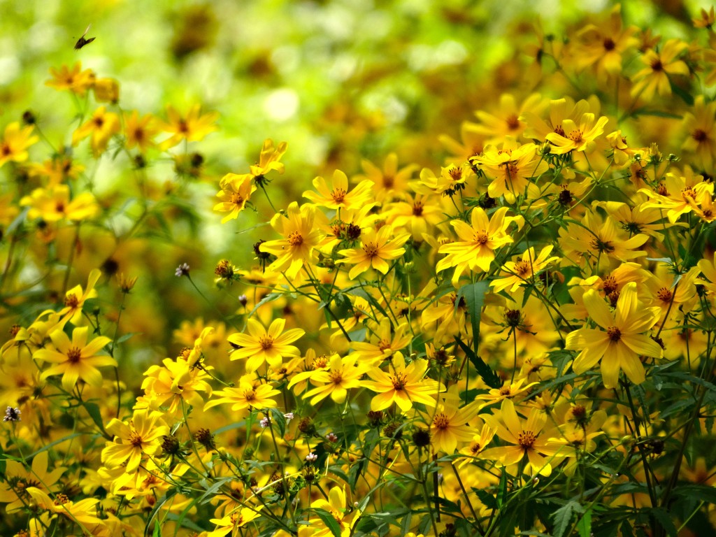 Wild Wild Flowers by khawbecker