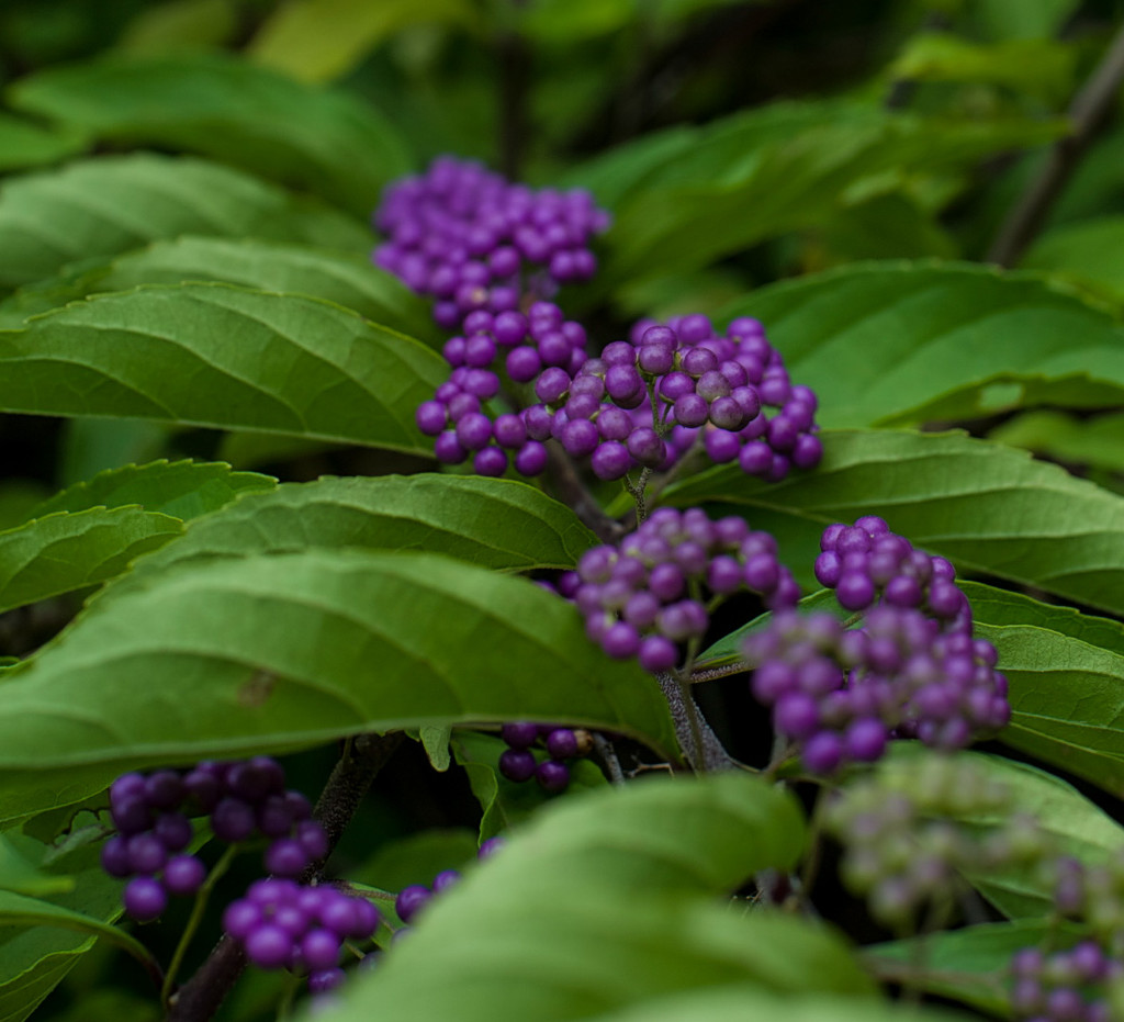 Tiny purple berries by loweygrace