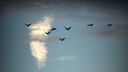 6th Sep 2014 - Pelican Fly By