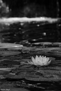 5th Sep 2014 - Water Lily 
