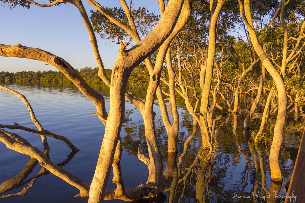 Mangroves in the sunlight by corymbia