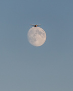 6th Sep 2014 - Lifting the Moon - view large