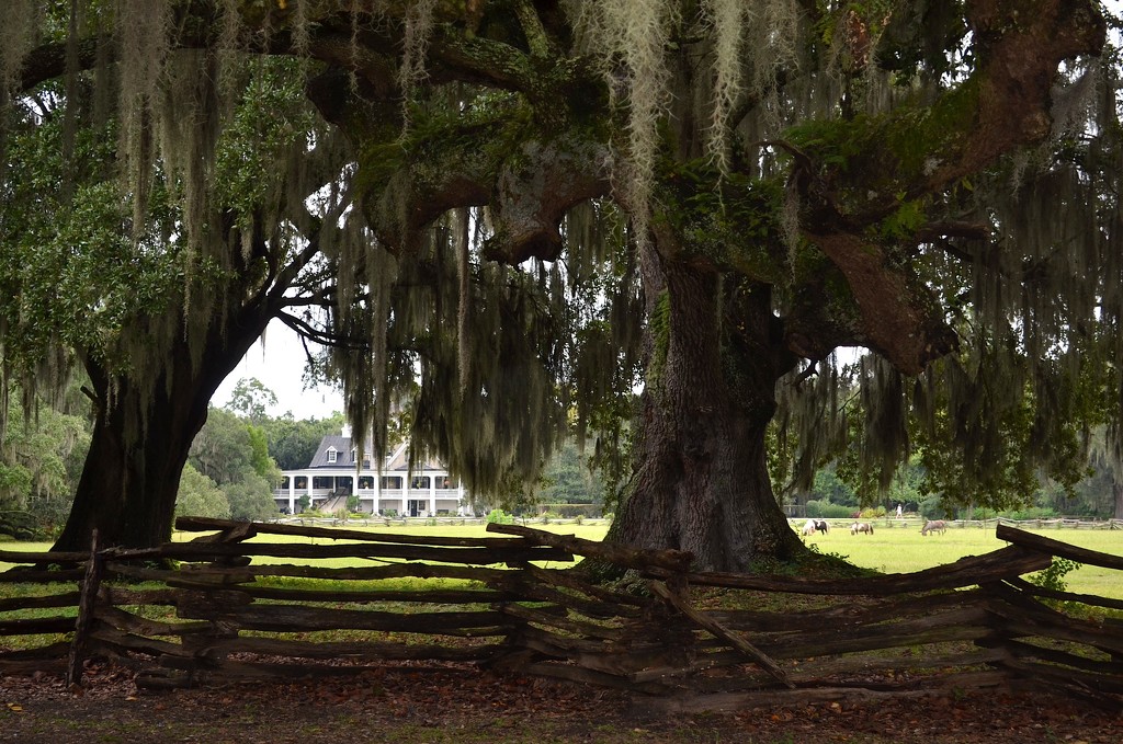 Plantation house and live oaks, Magnolia Plantation, Charleston, SC by congaree