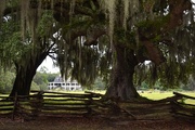 7th Sep 2014 - Plantation house and live oaks, Magnolia Plantation, Charleston, SC