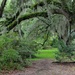 Live oaks, Magnolia Gardens by congaree