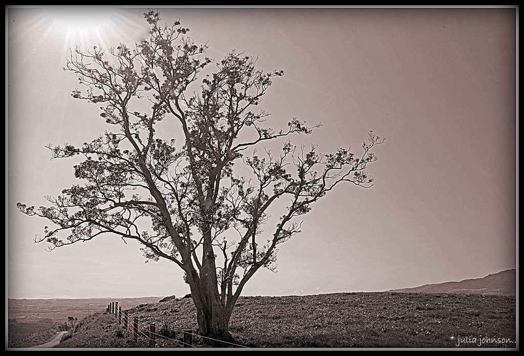 Pohutukawa Tree.. by julzmaioro