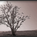 Pohutukawa Tree.. by julzmaioro