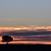 Solitary tree  by dianeburns