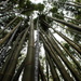 "Canopy of Bamboo"... by tellefella
