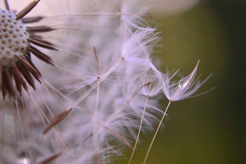 Dandelion seeds and droplet by ziggy77