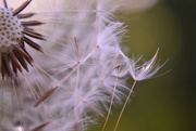 7th Sep 2014 - Dandelion seeds and droplet