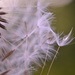 Dandelion seeds and droplet by ziggy77