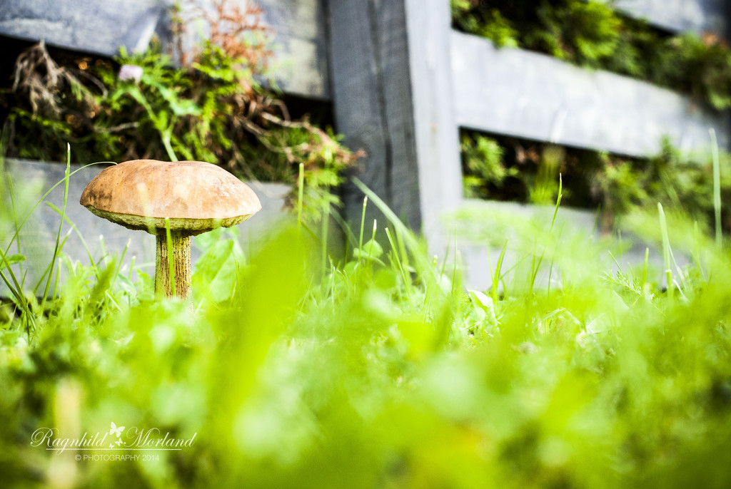 Mushroom Season by ragnhildmorland