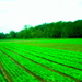 Farmer's field by bruni
