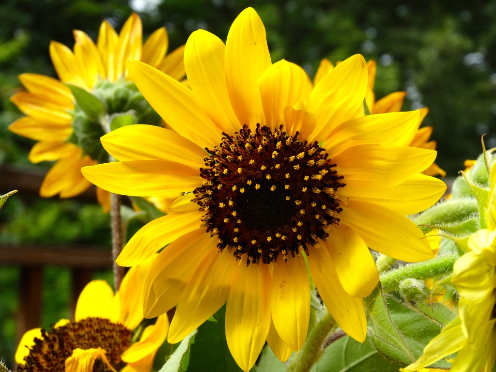 September Sunflowers by khawbecker
