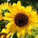 September Sunflowers by khawbecker