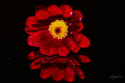 7th Sep 2014 - Red Daisy on mirror