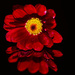 Red Daisy on mirror by elisasaeter