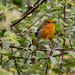 Robin very red breast - 7-09 by barrowlane