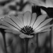Monochrome Daisy by salza