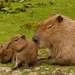 Capybara by leonbuys83