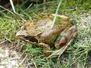 7th Sep 2014 -  Frog
