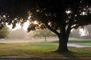 6th Sep 2014 - Misty morning on the golf course in Fenwick.