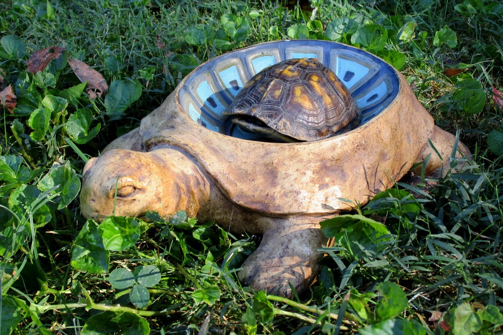 Turtle in a Turtle by tunia