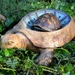Turtle in a Turtle by tunia