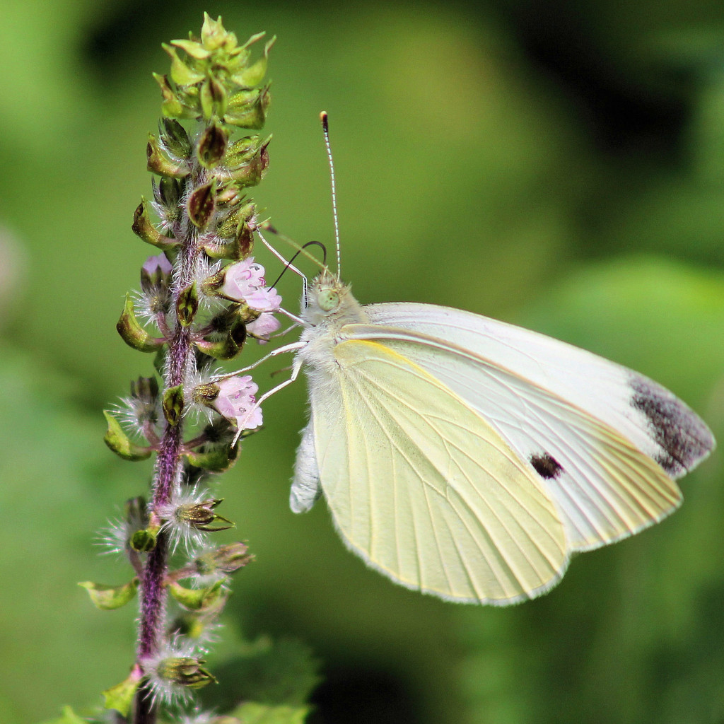 Cabbage White by cjwhite
