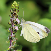 7th Sep 2014 - Cabbage White