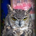   Owl by beryl