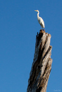 28th Aug 2014 - Egret on watch