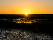 30th Aug 2014 - Wetlands sunset