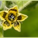 Yellow wildflower by gosia