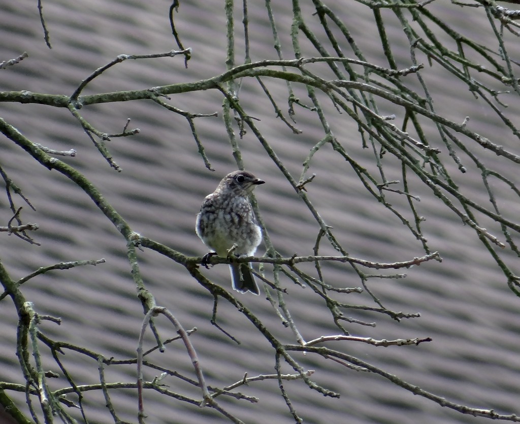 Eastern Bluebird (juvenile) by annepann