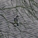 Eastern Bluebird (juvenile) by annepann