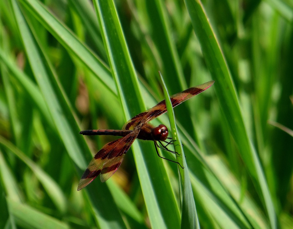 Dragonfly by annepann